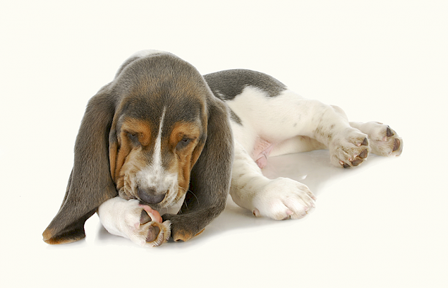 Szőrelszíneződés kutyáknál – okok és megoldások