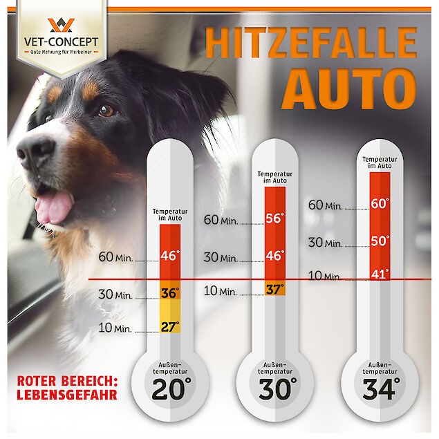 Lihegő kutya egy autó hátsó ülésén, nyári melegben