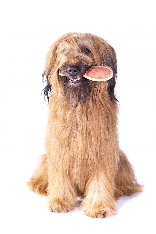 Elő a kabátokkal – Jön az ősz! Itt a szőrváltás ideje!