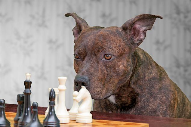 Kutya és macska lefoglalása – rossz idő esetén