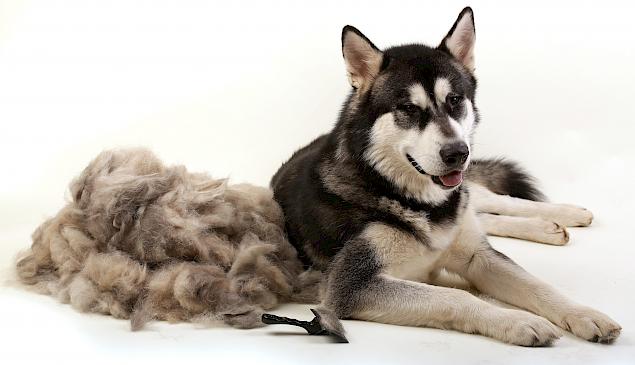 Szőr, ameddig a szem ellát – Vedlés kutyáknál és macskáknál