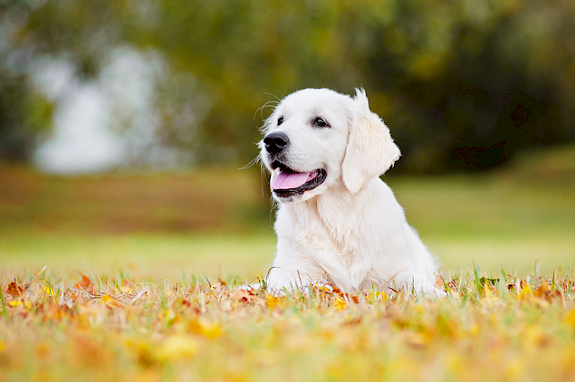 Mit tudnak a kutyák – A vakvezető kutyák napja január 29-én