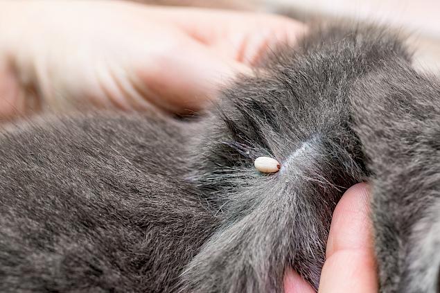 Kullancsidőszak: Veszélyek és védekezési lehetőségek kutyák számára