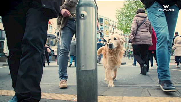Kutyával élni a városban – Tippek a mindennapokra