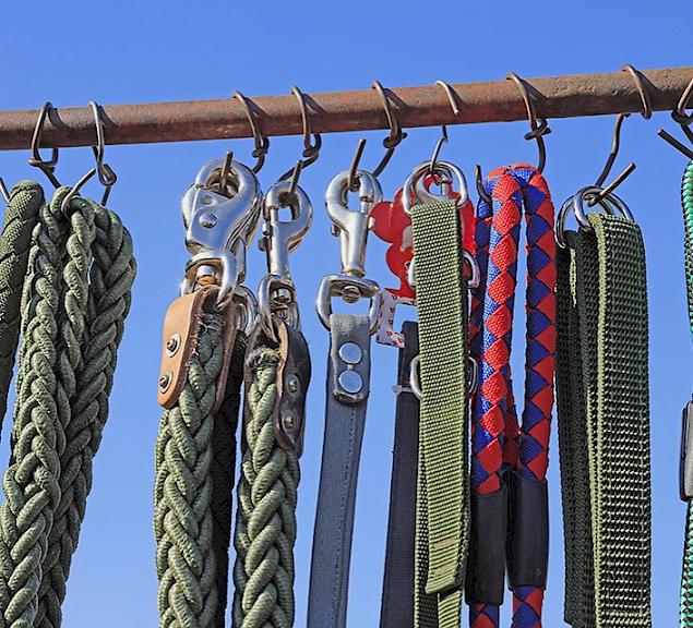 Milyen nyakörvet és pórázt válasszunk a kutyának?