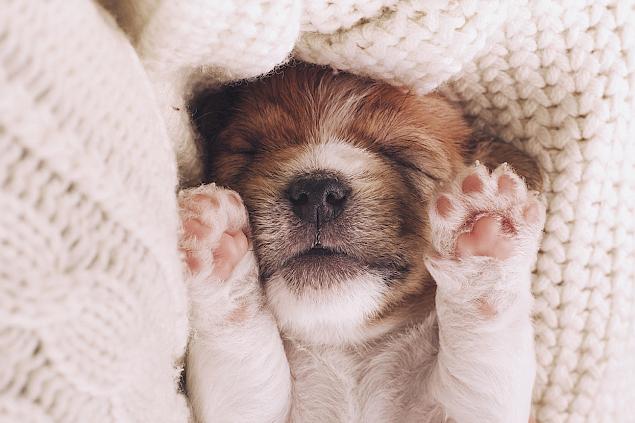 Kölyökkutya vásárlási ellenőrzőlista